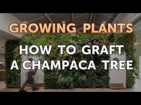 How to Nurse a Dying Ivy Plant Back to Life