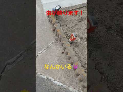 マダニの巣はどこにあるのでしょうか？庭や家ではどんな感じですか？それをどうするか？  庭園