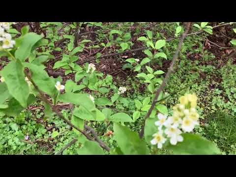 Gewöhnliche Traubenkirsche (essbar)