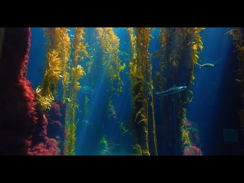 AZA: Saving Animals From Extinction