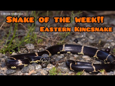 Kingsnake obyčajný (Lampropeltis getula) — predstavenie druhu
