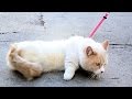 People Try Walking Their Cats People Try Walking Their Cats