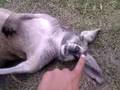 Sleeping Kangaroo 