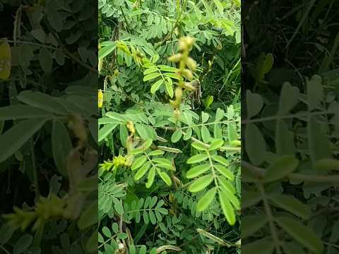 Neelambari 🌱🌷#neelambari #neelambariplant #new #gardern #gardening #nature #shorts #shortvideo