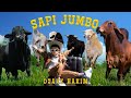 DZAKY HAKIM Sapi Jumbo Official Music Video