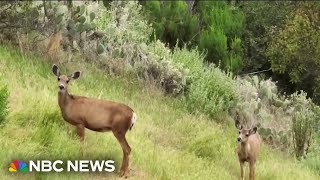 Plan to eradicate mule deer from Catalina Island sparks outrage