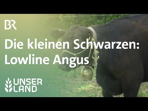 , title : 'Lowline Angus | Unser Land | BR Fernsehen'