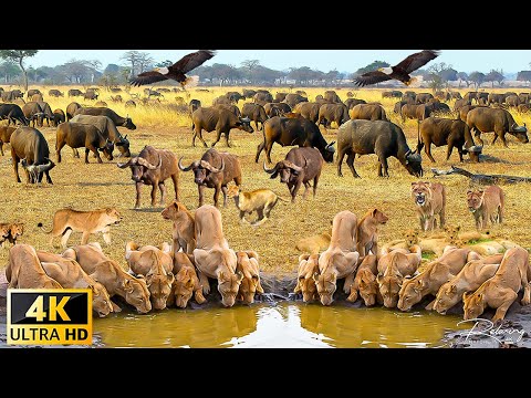 African Wildlife: Gombe Stream National Park, Tanzania Scenic Wildlife Film With Real Sounds