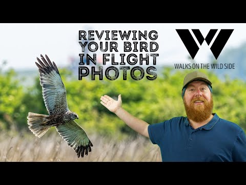 , title : 'Your bird in flight photos reviewed: Walks With You Episode 2'