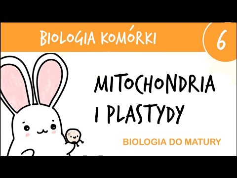 Cytology 6 - Mitochondria, chloroplasts and (other) plastids - biology for the high school final ...