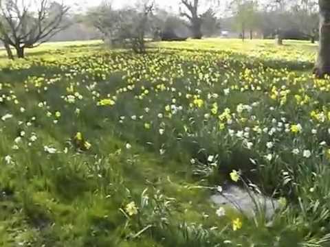 The Famous Jazzy Daffodils Of Trent Park