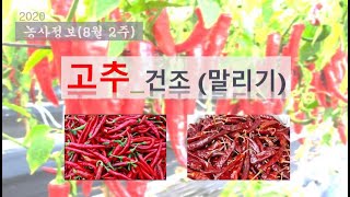 [농사정보] (8월2주)  고추_건조(말리기)