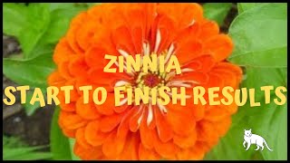Ep. 369 Growing Zinnias - From Seed to Out in the Garden