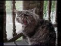 Kuroneko no Tango - 黒猫のタンゴ 