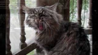 Download lagu Kuroneko no Tango - 黒猫のタンゴ mp3