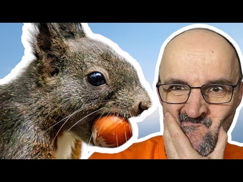 🐿️ EICHHÖRNCHEN FOTOGRAFIEREN 📷 auf dem Eichhörnliweg Arosa (mit Sony Alpha 6100)