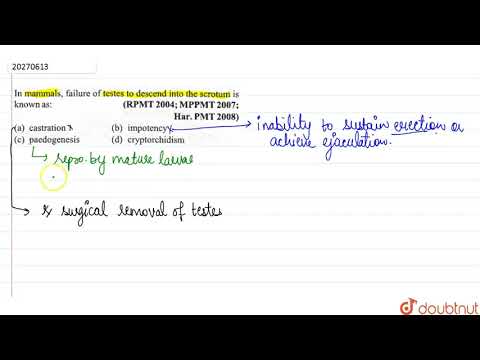 In mammels, failure of testes to descend into the scortum is known as: