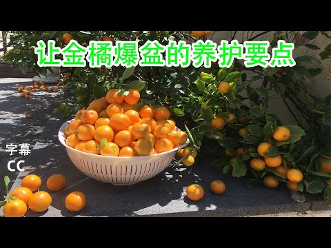 桔樹