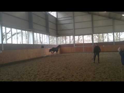 2 year old Totilas Stallion