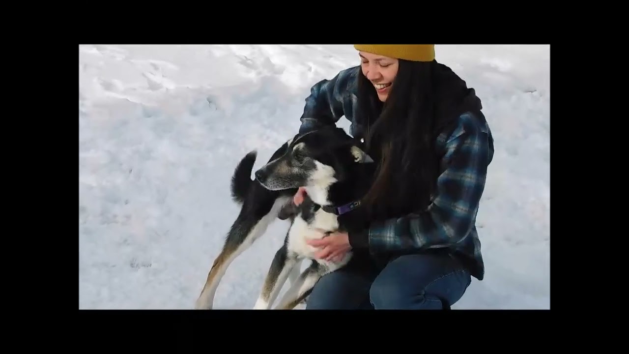 Enlarge QWARK, a ADOPTABLE mixed breed in Ironwood, MI video 5/5
