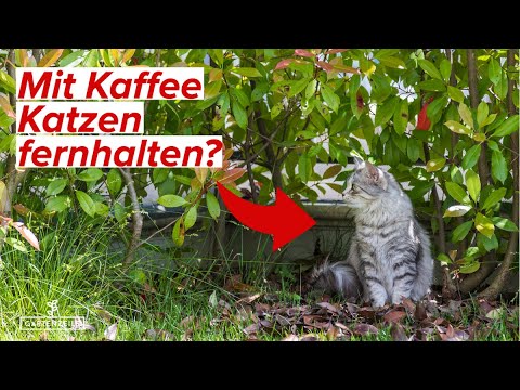 Katzen mit Kaffeesatz aus dem Garten fern halten -  Klappt das wirklich?