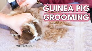 How to give a guinea pig a bath, clipping nails + grooming my Angora rabbit // vlogmas day 12