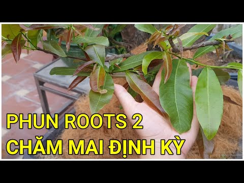🔴 QBS22180 - PHUN ROOTS 2 ĐỊNH KỲ || CHĂM SÓC MAI VÀNG THÁNG 3 ÂM LỊCH || THUỐC BÓN LÁ CHO MAI VÀNG