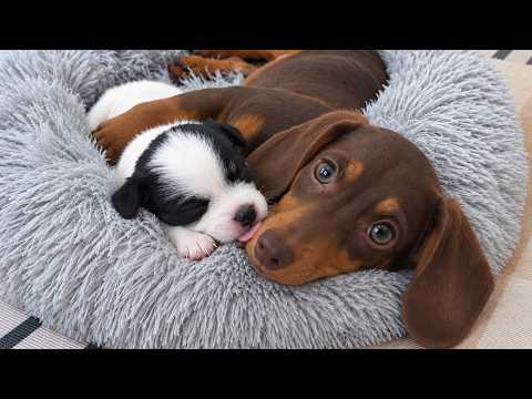 YouTube 썸네일