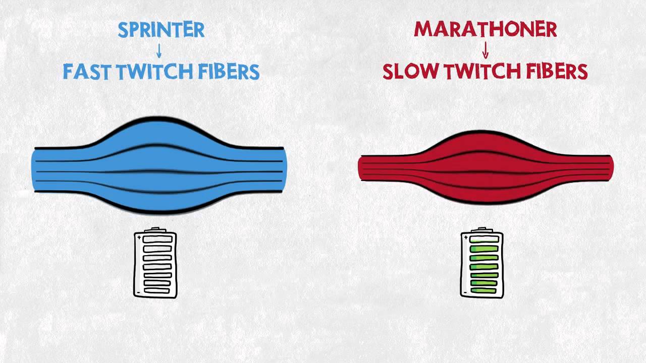 Easy Illustration of Muscle Fibre Types