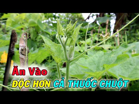 , title : 'Ăn Rau Bí Theo Cách Này Còn Độc Hơn Cả Thuốc Chuột | THAODUOC.NET'