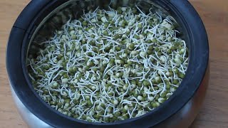 How to Sprout Mung Beans at home  - without special equipment