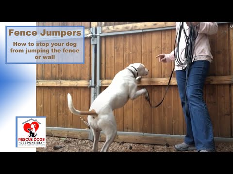 YouTube video about: How to keep dog from jumping over fence?