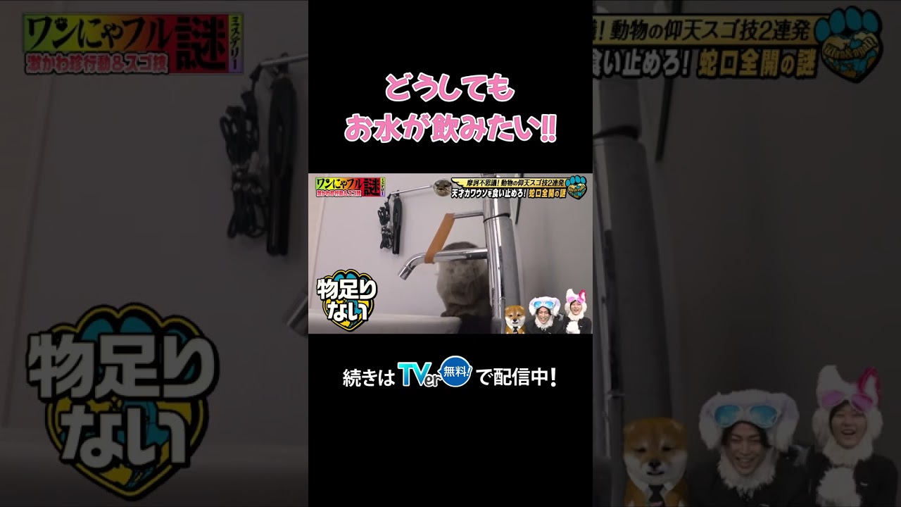 お水が飲みたい！！🦦💦天才カワウソのスゴ技✨✨