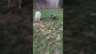 Video preview image #1 Mountain Cur-Unknown Mix Puppy For Sale in Wakefield, RI, USA