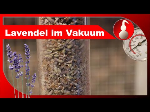 Lavendel im Vakuum - ätherisches Öl selber machen mit Vakuum-Destillation? - diSTILLed
