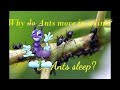 Do Ants have ears? Do Ants sleep? Why they move in a line? Why they bump each other head?