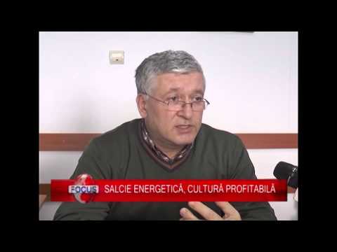 SALCIE ENERGETICĂ, CULTURĂ PROFITABILĂ (10.02.2016)