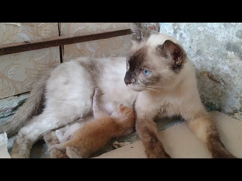 Orphan Kitten Was Starving Before He Found Nursing Mother Cat