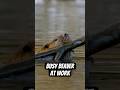 This busy beaver has no time to mess around. #beavers #busybeaver #naturepbs #wildlife #animals