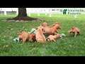 Vizsla dogs for sale: Hank - Video 1