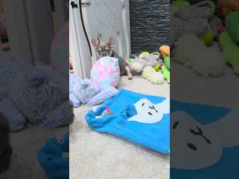 Video 6
