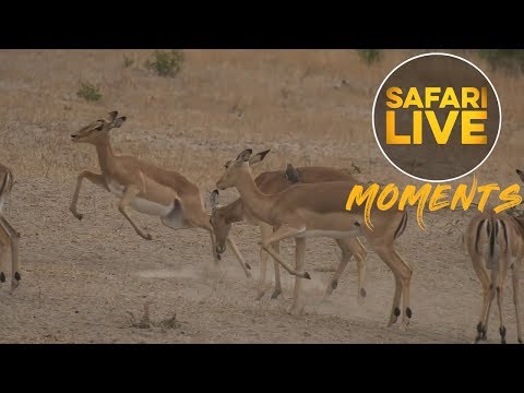 Angry Female Impala