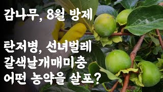 감나무 8월 방제 / 탄저병, 선녀벌레, 갈색날개매미충 / 어떤 농약을 살포?