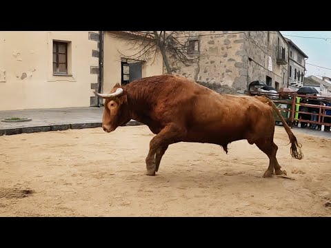 Villacastín 2022 Suelta de 3 TOROS BRAVOS
