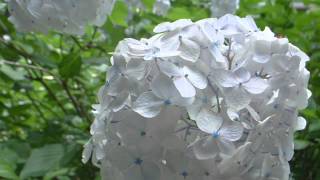 Luminate "this ends tonight" cover