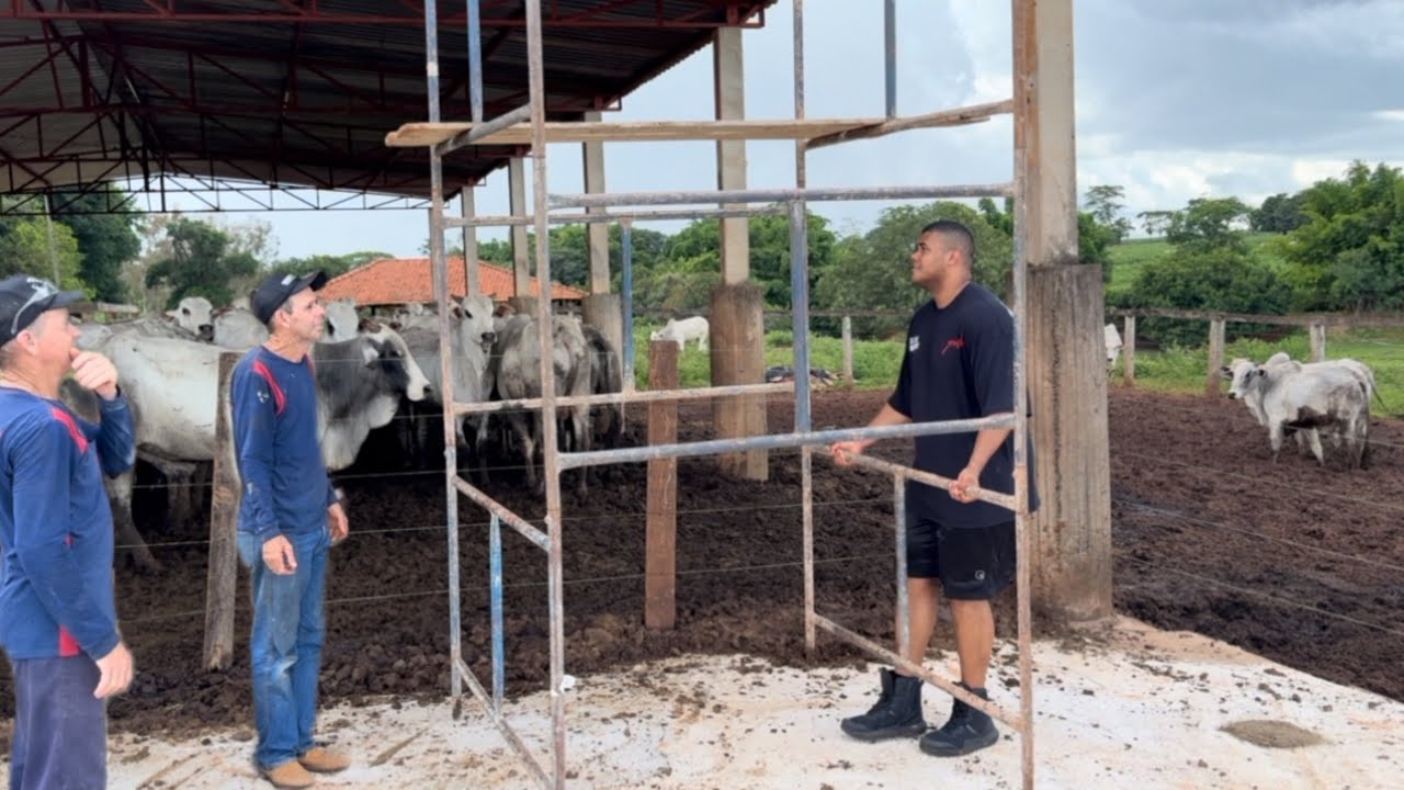 BITELO ARRASTOU TORRE DE 150KG NA OBRA DA FAZENDA