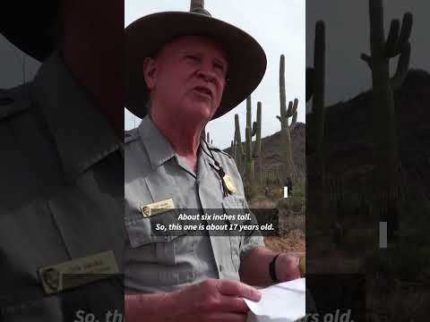 United States: Is Saguaro National Park facing a future without saguaros? | AFP #shorts