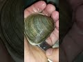 How To Open A Clam Shorts Foodie Seafood Clam Quahog