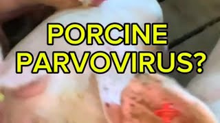 PPV Vaccination