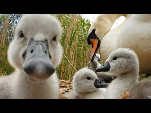 Amazing Close Up Film of Swan Cygnets inside Nest | Discover Wildlife | Robert E Fuller